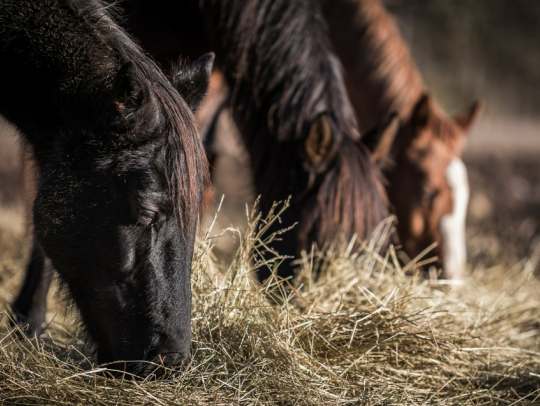 Hay